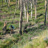 The burn area has created new opportunities for wildflowers, and it's a pretty amazing landscape to ride through.