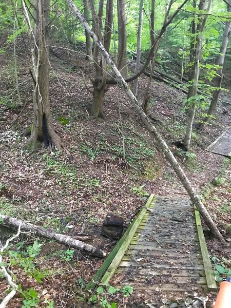 fallen tree blocking the trail's bridge