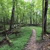 Lost Trail -- Beech Fork State Park