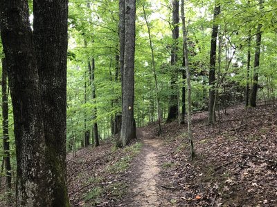 Lost Trail -- Beech Fork State Park