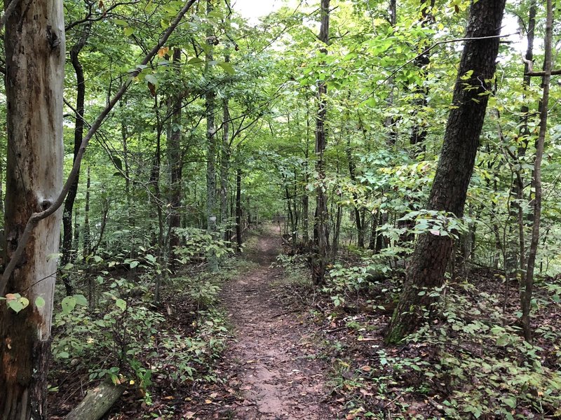 Lost Trail -- Beech Fork State Park