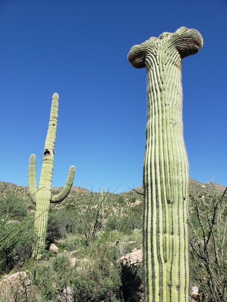 Cristate saguaro visible from the trail.