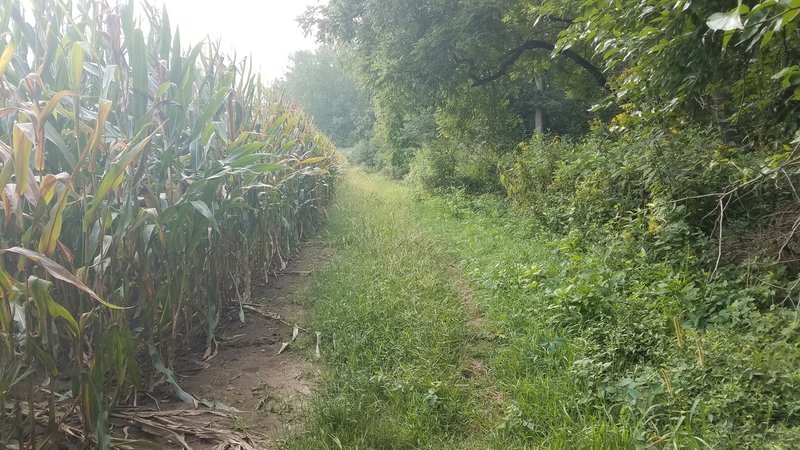 Ryan's elbow goes around the college's cornfield. Most of the lowland Trails were very overgrown when I rode on August 19th 2018. There were a lot of burs and poison ivy throughout the entire trail system.