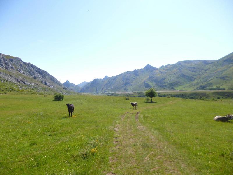 Tons of cattle through the trail