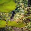 Fast and flowy singletrack in upper Caribou