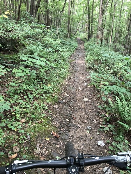 Straight section of Baughman Trail