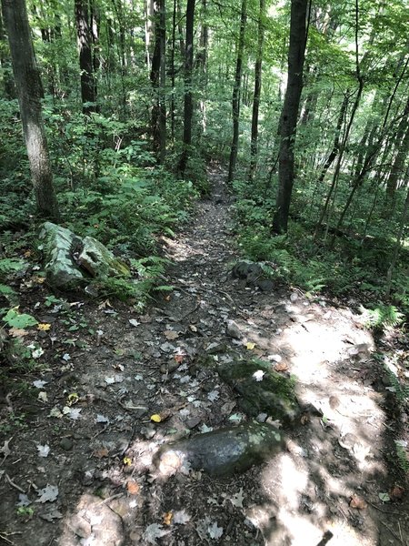 Baughman Trail near the end nearing the GAP trail.