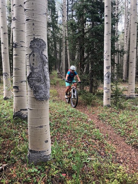 Amazing aspens on Salt Creek Trail