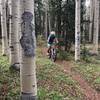 Amazing aspens on Salt Creek Trail