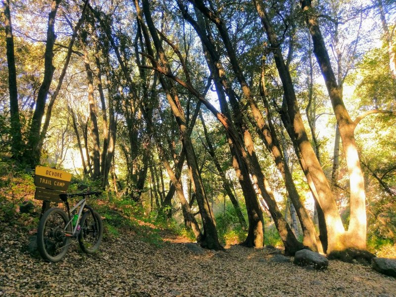 Morning light at Devore Trail Camp on the Gabrielino NRT