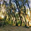 Morning light at Devore Trail Camp on the Gabrielino NRT