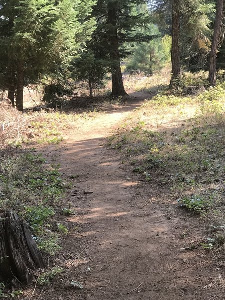 Typical Trail Section