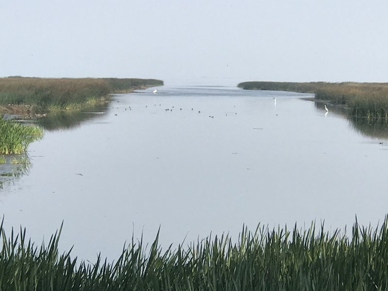 The Marsh. On a clear day, the Cascades are Visible in the Background