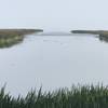 The Marsh. On a clear day, the Cascades are Visible in the Background