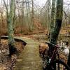 Boardwalk on Wetland Trail. Good place to stop and listen for birds.