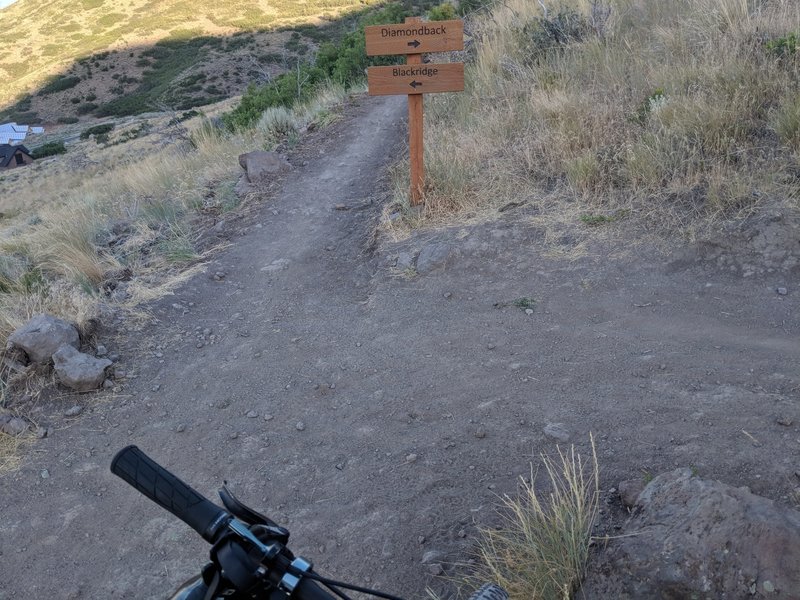 Fork in the trail