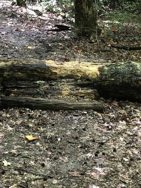 The biggest of the logs to ride on the trail.