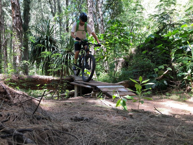 We don't cut trees, we build ramps to ride over!