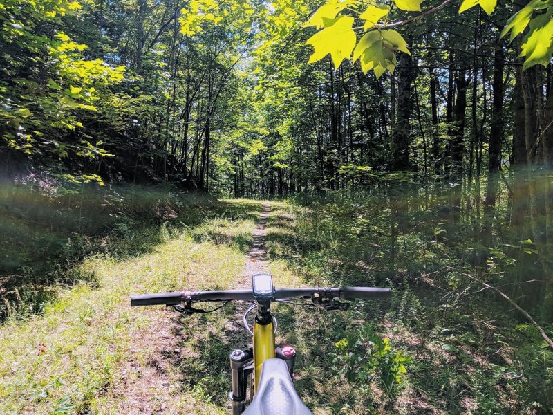 Nice tree cover throughout the entire doubletrack trail with just enough room for the sun rays to peek through. When the leaves fall off the trees, it looks like this trail would have some great views.