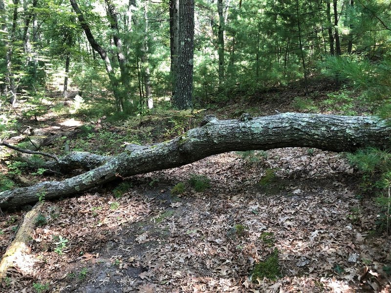 One of the downed trees blocking the North Loop