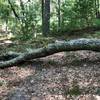 One of the downed trees blocking the North Loop