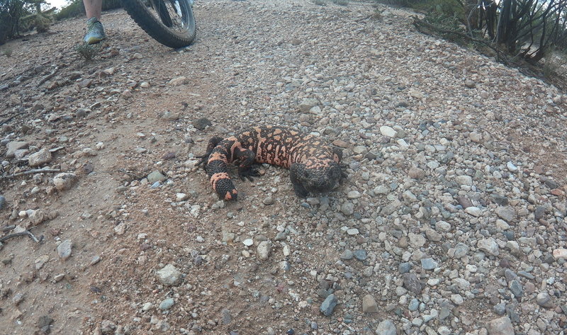 There’s more than snakes and bunnies on the snake dance loop.