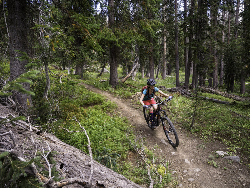 Beautiful track along the Divide Trail