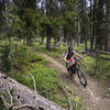 Beautiful track along the Divide Trail