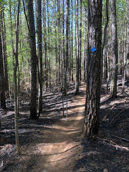 April after a controlled burn on Wildlife