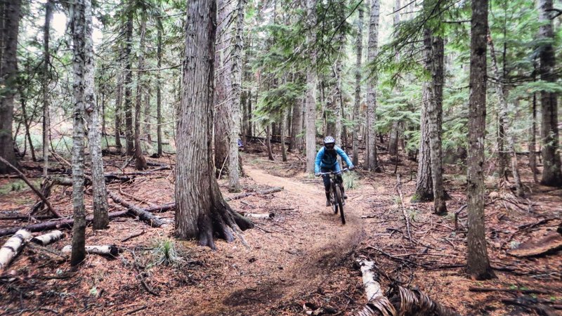 Flowy, fast section of trail.