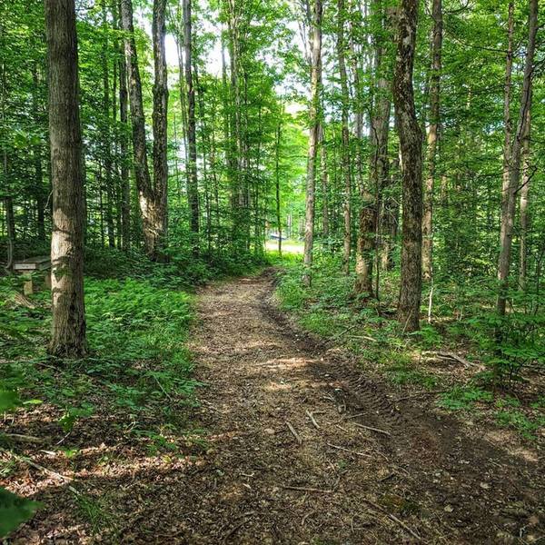 Forest trail leading out to the ski slope.