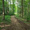 Forest trail leading out to the ski slope.