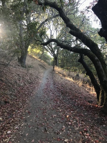 smooth singletrack through the trees