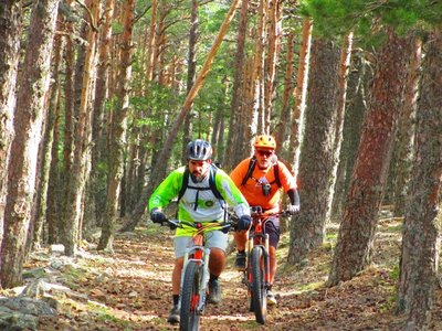 Into the forest.