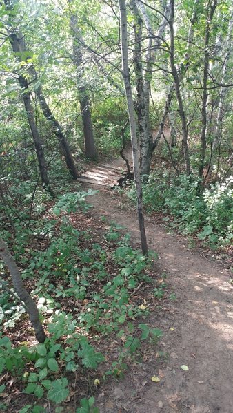 Xylophone Bridge, a shorty crossing the start of a small ravine. Alternating half round logs from the milling of Black Locust logs in the park. Nothing is wasted.