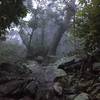 Yes, that IS the trail... and it is rideable! The Furnace on a foggy summer day