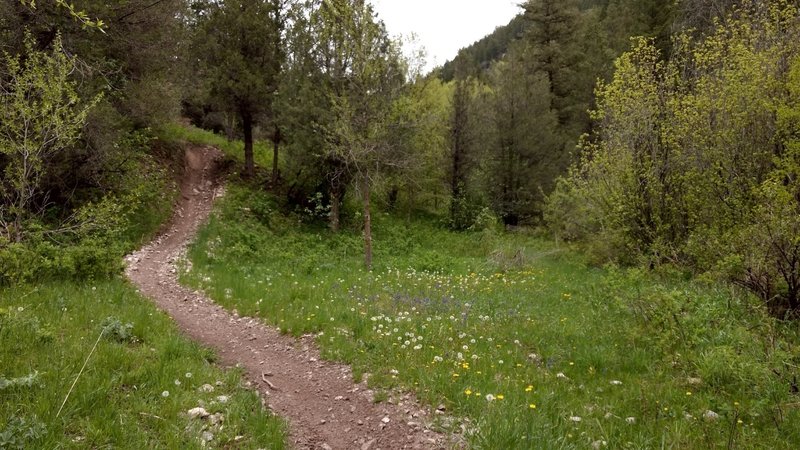 Near the beginning, the Big Burns Creek Trail is nice and smooth as it begins to meander uphill.