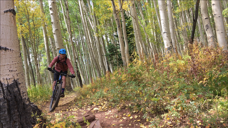 Magical aspen grove with trees growing at odd angles