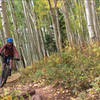 Magical aspen grove with trees growing at odd angles