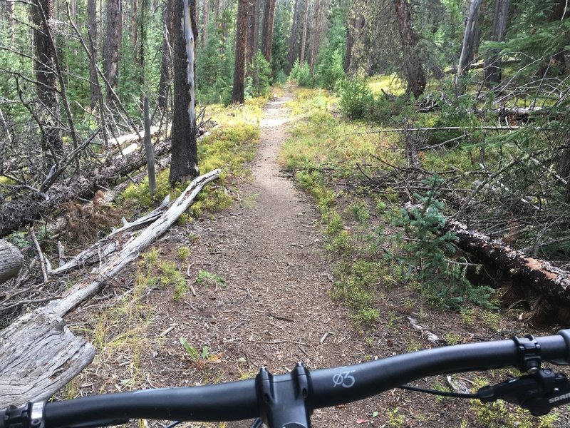 Smooth cruise through the woods