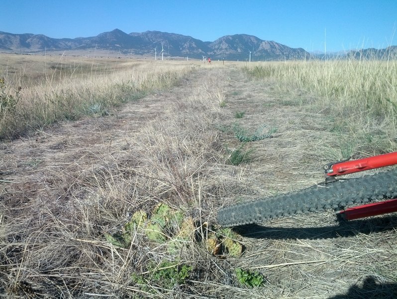 Cactus in new doubletrack