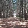 Striking path through the pines. Photo doesn't do justice.