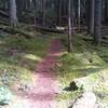 So much green. A thick layer of moss surrounds the trail