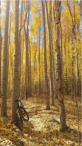 Mt Elberts Amazing and Healthy Aspen Groove