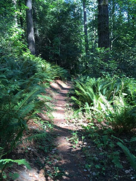 A ride through old growth forest lined with ferns.