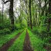 The lush green of springtime on the towpath.