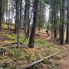 The Upper Drain at Bear Basin is a top notch DH flow trail.