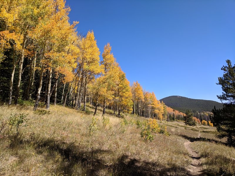 Singletrack in an aspen grove in the Fall. Doesn't get much better than this.