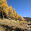 Singletrack in an aspen grove in the Fall. Doesn't get much better than this.