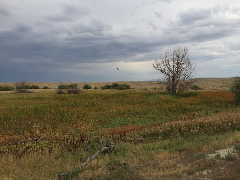 Cattails at the stock pond.